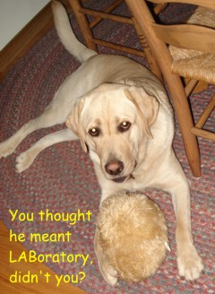 Picture of lab