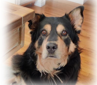 Koda