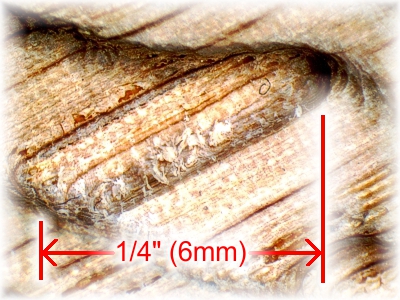 Hairs in closed 3D feature